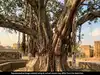 Banyan tree under arrest in Pakistan: Why a British officer ordered it chained in 1898, and nobody ever 'released' it