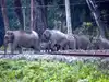 255 elephants saved from train collisions: How Railways is using 'Plan Bee' to keep elephants off tracks