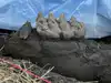 New York homeowner finds huge fossil teeth while mowing lawn; excavation revealed rare 11,000-year-old mastodon jaw, which will help study Ice Age ecosystem
