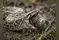 Image for Florida researchers used 90 robotic rabbits to catch Burmese