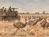 In 1932, an army of soldiers fought 20,000 emus with machine guns. The flightless birds defeated the military operation, two times