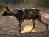 These endangered wild dogs crossed 2,563 miles through Zambia. Scientists say their journey could help save the species