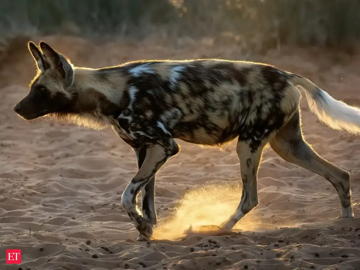 These endangered wild dogs crossed 2,563 miles through Zambia. Scientists say their journey could help save the species