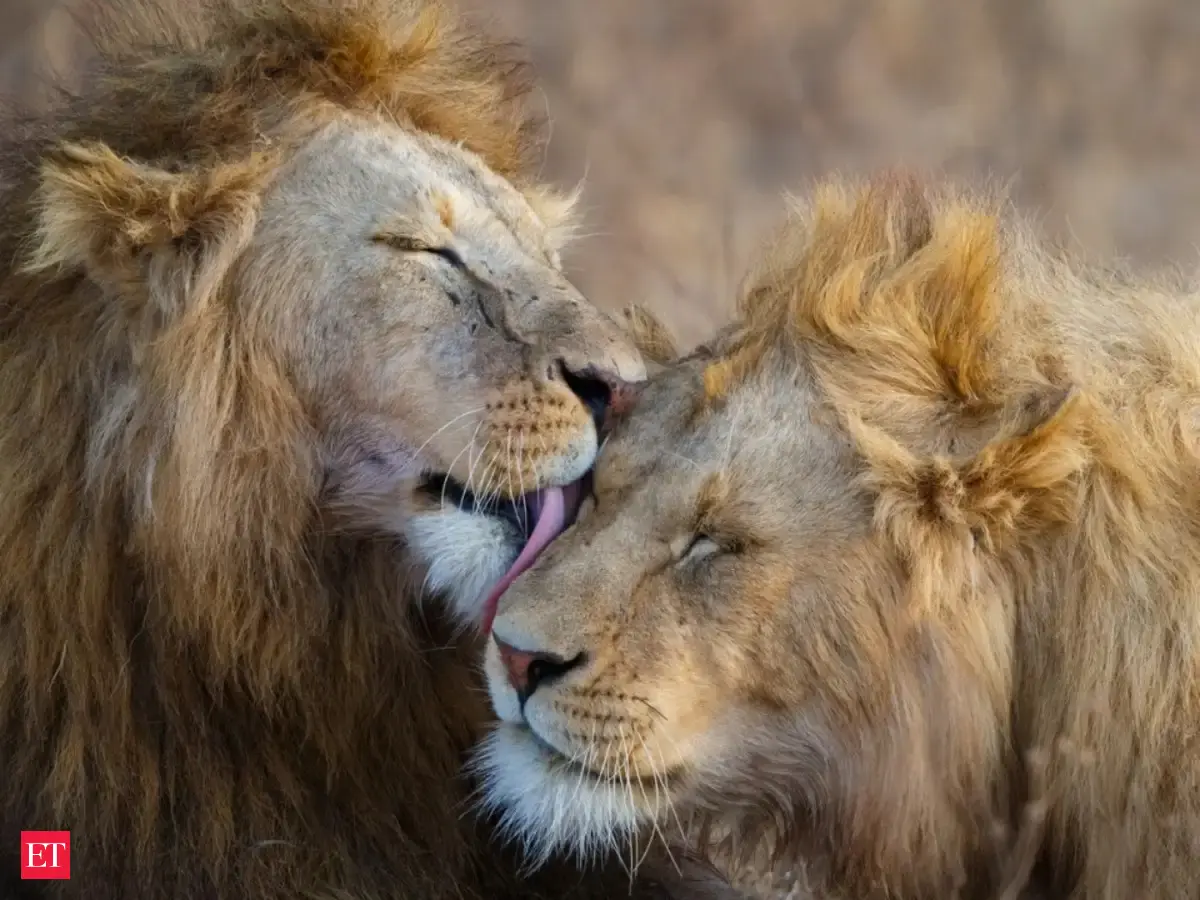 Why captive African male lions hit puberty earlier than wild lions, some at just 1.2 years of age? Here’s what researchers found