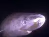 Greenland sharks can live 400 years without losing their vision: Scientists once thought they were blind, now they know why