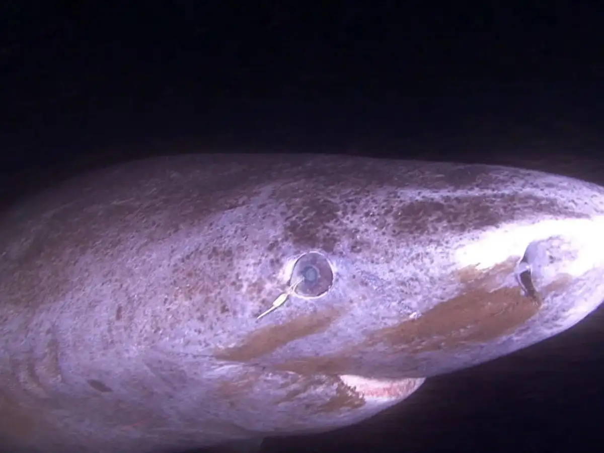 Photo: The Economic Times Avannaata Approves Greenland Shark Cull Halted by Officials
