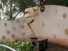 governor ajay kumar bhalla: Latest News & Videos, Photos about governor ...