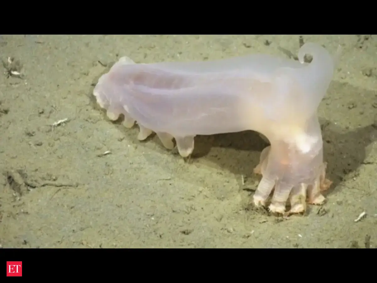 ‘Loki the Sea Cucumber’ among 57 new marine species discovered within just 2 weeks in Argentina’s submarine canyon