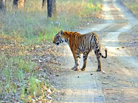Satpura National Park, Madhya Pradesh