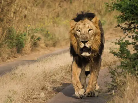 Gir National Park, Gujarat