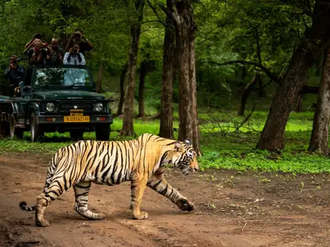 Ranthambore National Park, Rajasthan