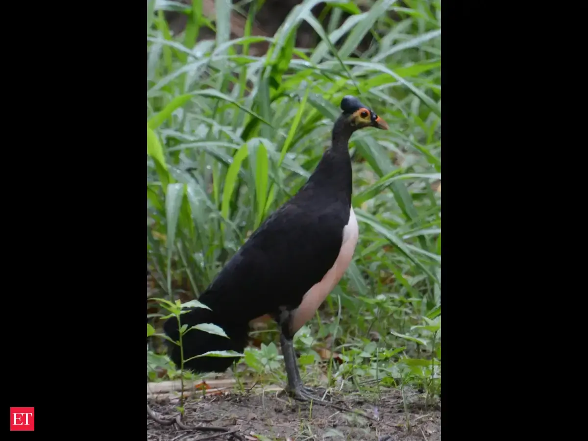 Conservationists are trying to save this endangered bird. But their efforts may be producing too many males