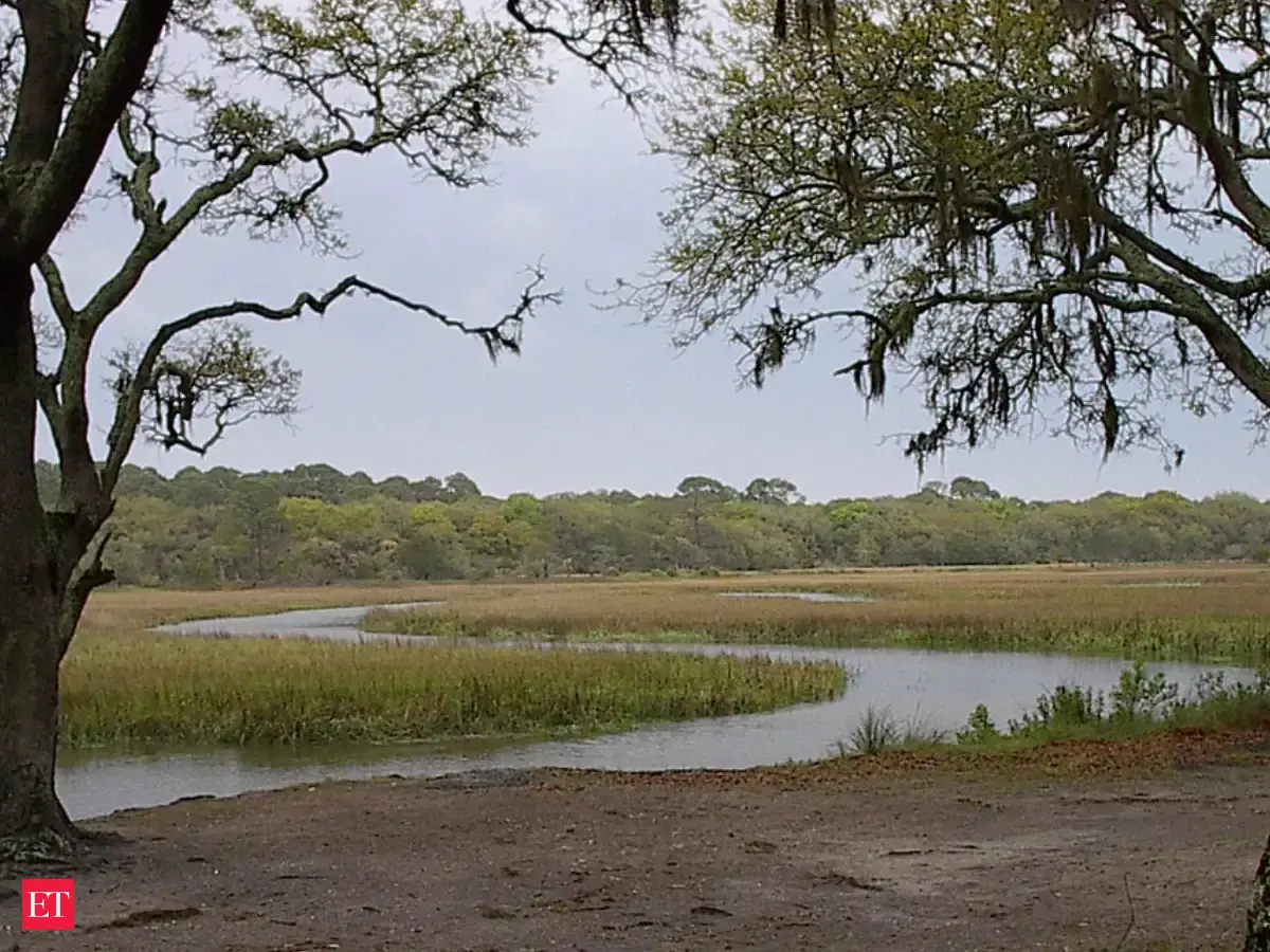 In 2019, Georgia placed 5,000 cubic yards of dredged sediment on a 5-acre salt marsh; six years later, it remained about 12 cm higher, with plant growth similar to nearby marshes
