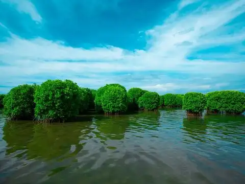 Kerala, Kavvayi Island