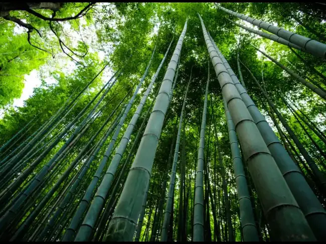 sustainable materials: New bamboo-reinforced plastic absorbs ...