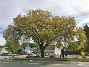 Siberian elm was widely planted in America for windbreaks and as a ...