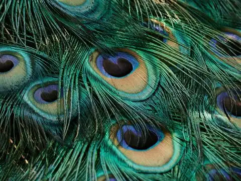 Navratri Day 9 colour: Peacock green (October 19)