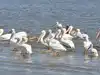 tampa bay bird nesting sites: Latest News & Videos, Photos about tampa ...