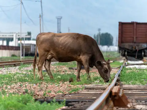 Cattle On Tracks Remain A Bigger Problem