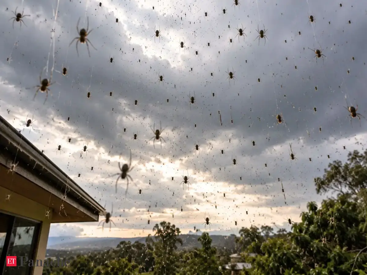 Thousands of spiders sometimes rain directly from the sky? Scientists explain the reason behind this bizarre phenomenon of nature