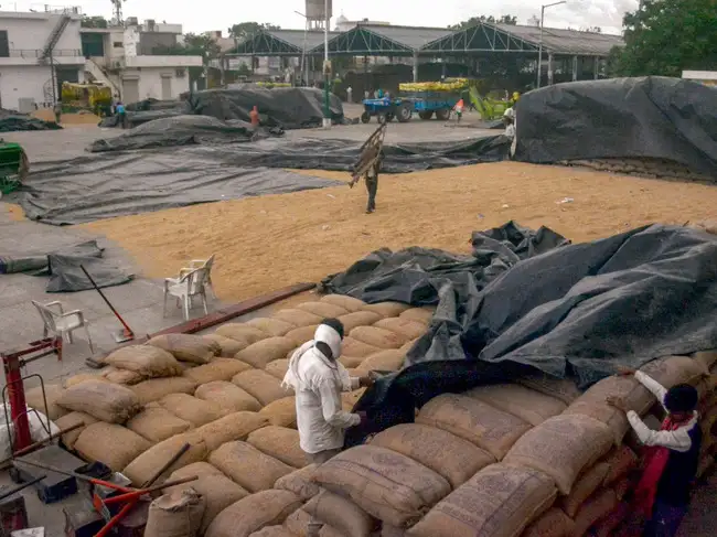 Farmers cover harvested paddy and grain sacks in Patiala