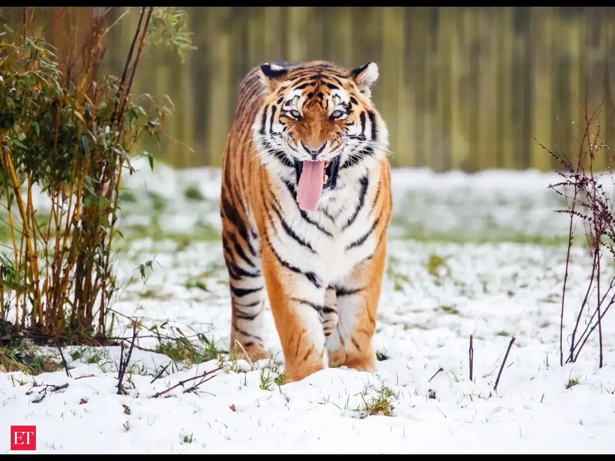 Watch: Man mauled to death as he enters tiger enclosure at a zoo in ...