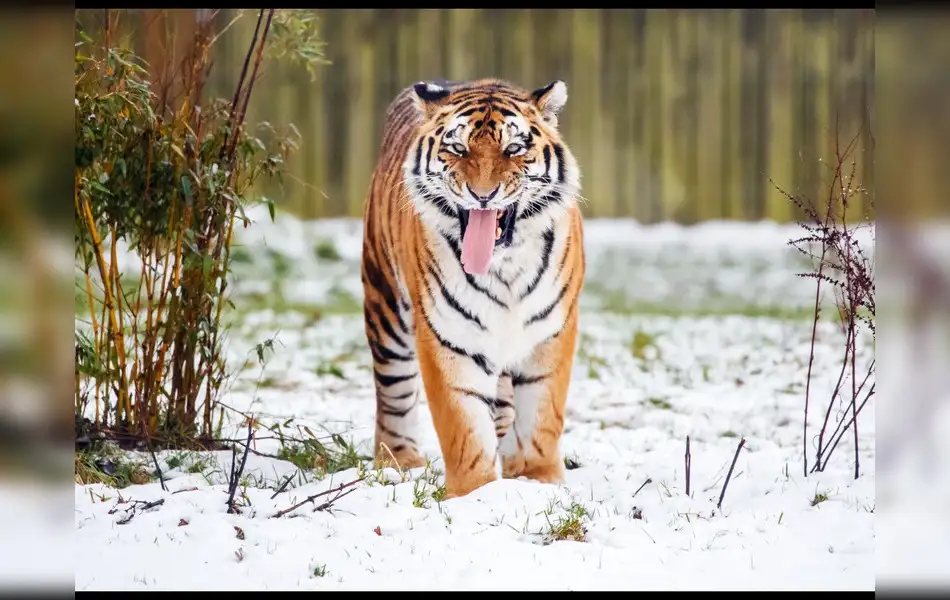 Watch: Man mauled to death as he enters tiger enclosure at a zoo in ...