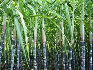 sugarcane