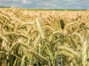 Water shortages threaten wheat sowing this winter, raising concerns for the crop season ahead.