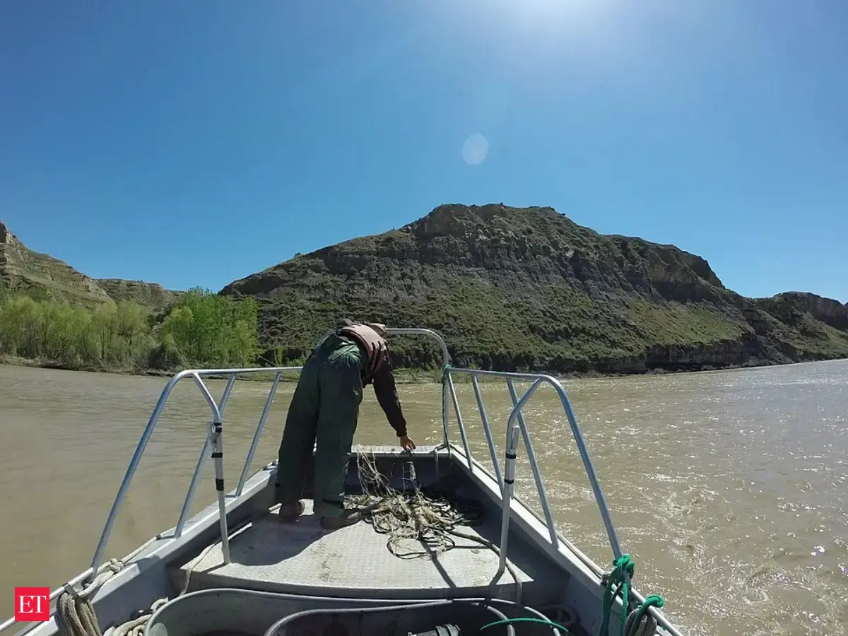 Montana removed non-native brook trout and repaired mining-damaged ...