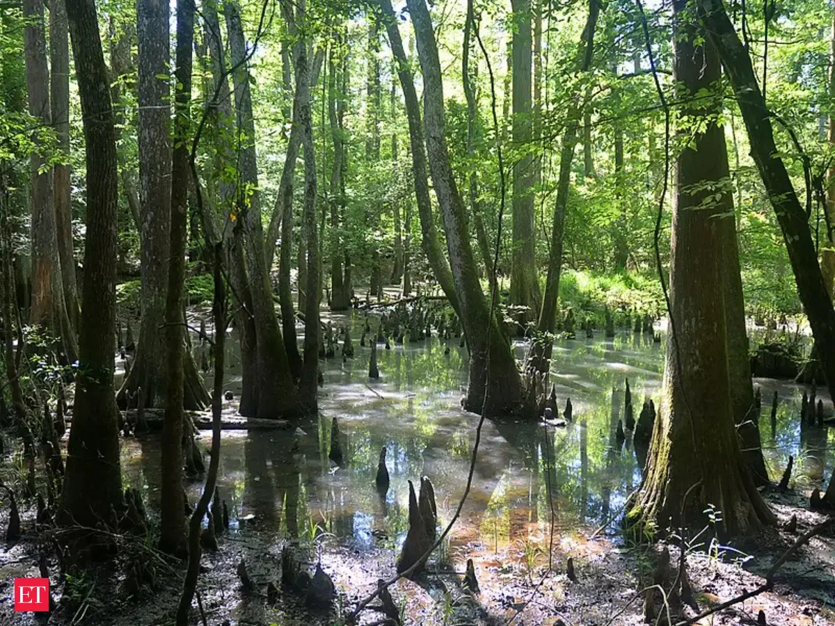 seeded native woody species then became more than twice as abundant in East Texas