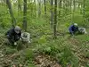 forest restoration: Latest News & Videos, Photos about forest ...