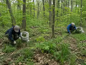 Researchers removed invasive Japanese stiltgrass from 8 Indiana forest ...