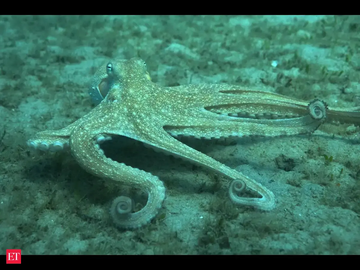 Angry octopus punching fish caught on underwater camera, and the reason ...