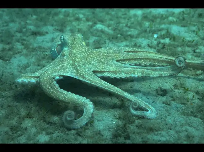 Angry octopus punching fish caught on underwater camera, and the reason ...