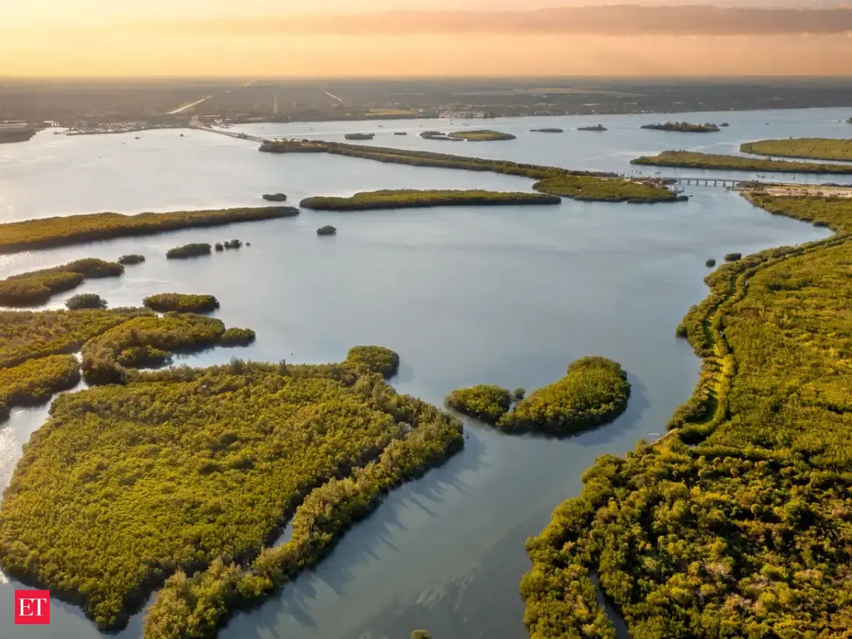 Florida's Oyster Restoration Success