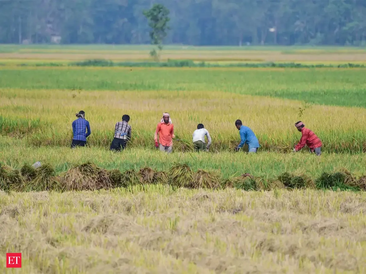 Weak monsoon raises risk of lower winter crop planting in India