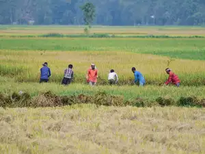 Monsoon deficit raises risk of lower Rabi crop acreage farmers in the fields