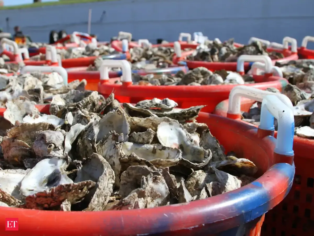 Maryland's Oyster Recycling Success: 308,500 Bushels Collected and 14 ...