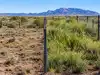Scientists kept rabbits out of experimental plots in New Mexico's desert for 50 years; by 1989, one grass had 30 times more basal area in protected plots