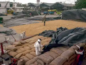 Farmers cover harvested paddy and grain sacks in Patiala