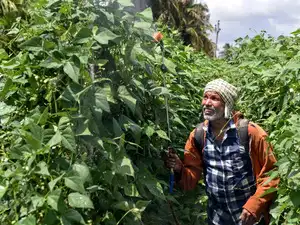Agriculture: A worker sprays crop protecting solution at a field