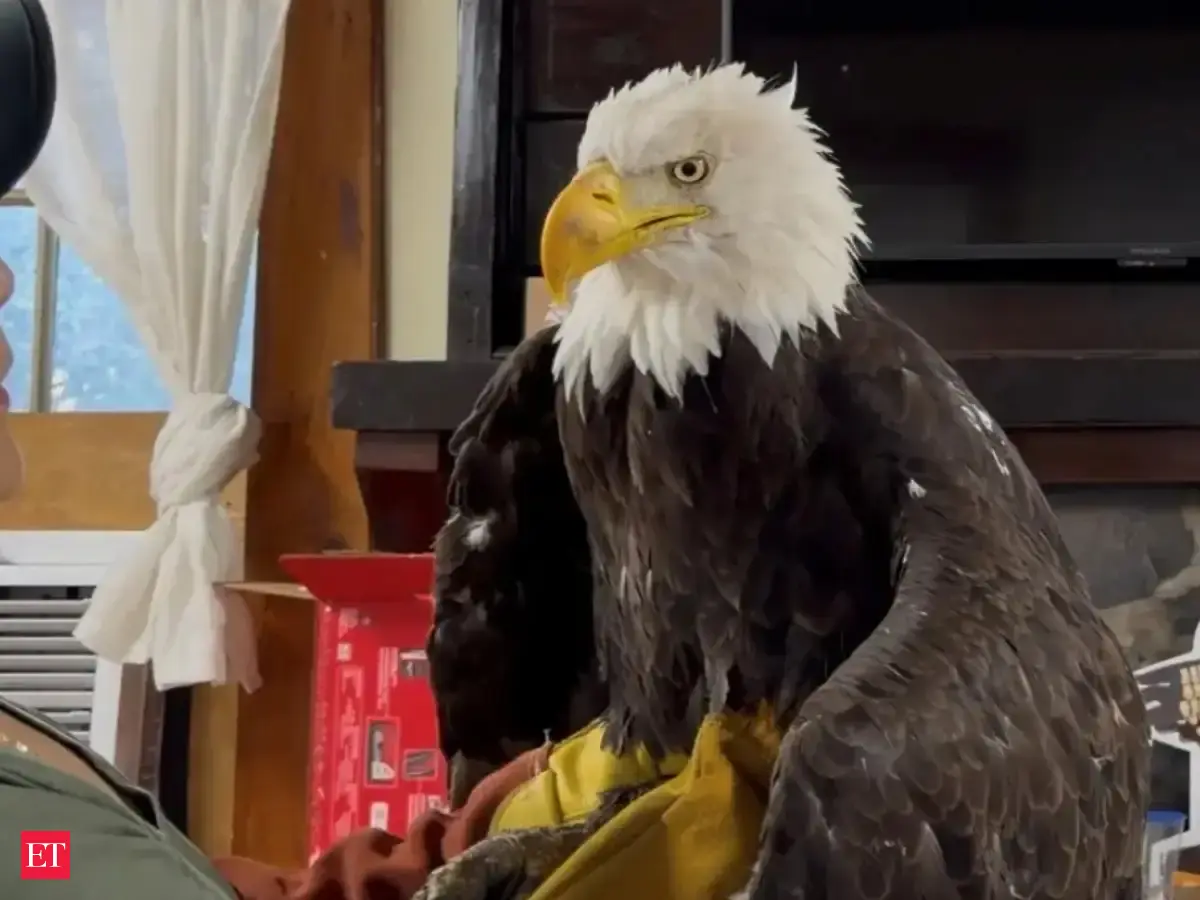 Jackie the celebrity bald eagle died of bird flu, California officials confirm