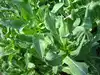 Before 1850, Americans grew Dyer&rsquo;s woad for blue dye; in the Great Basin, one infestation later grew from 12,000 to 150,000 acres in eight years