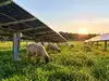 In 2021, a North Carolina farmer struggling to expand his sheep business found 33 acres beneath solar panels; then landed a second solar grazing contract