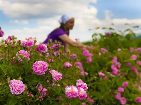 Bulgaria's Rose Valley