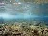 In 2018, Delaware dug about 1 million tons of rock from a shipping channel and put it underwater instead of discarding it; The new reefs became rich blue-mussel habitat