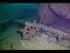World's oldest shipwreck, which likely existed when the Great Pyramid of Giza was built, has just been found off the coast of Turkey