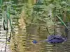 Lake Apopka alligator attack: Florida is home to 1.3 million alligators, with these five lakes teeming with thousands