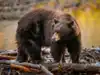California bear raids library snacks, including honey on Winnie-the-Pooh’s 100th anniversary; What happened next left everyone in surprise